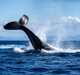 Мадагаскар: лемуры, киты, пиратский остров, Аллея баобабов, Фамадихана, Большие Цинги