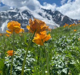 Поход к подножию Белухи с легкими рюкзаками. 11 дней. Кемпинг, баня, питание
