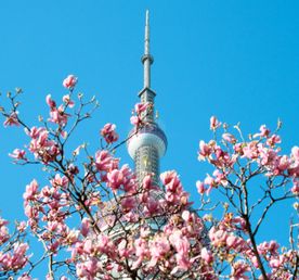 Сокровища поднебесной