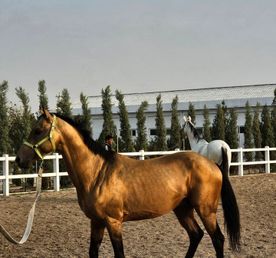 Тур Незабываемый Отдых В Туркменистане На 3 Дня