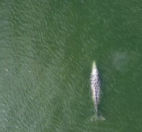 Север Сахалина: киты и тундра