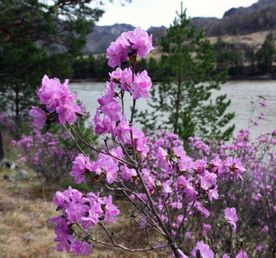 Цветение Маральника на Алтае - 2026