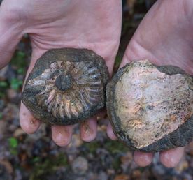 Палеонтологическая экспедиция