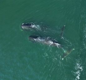 Гренландские киты на Шантарах