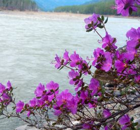 Цветущий Алтай