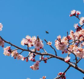 Цветущая весна в Армении