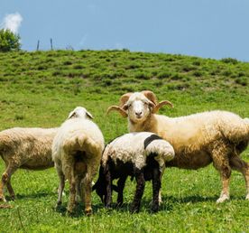 Индивидуальная экскурсия по Золотому кольцу Северной Осетии !