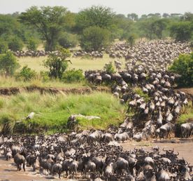 Великая миграция в Кении
