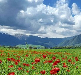 Цвет  настроения красный : Маковые поля Кыргызстана