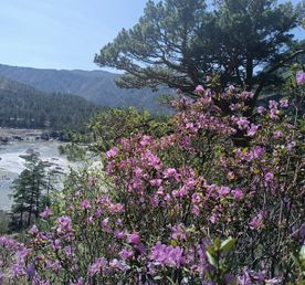 Однодневный фототур. Цветение маральника: Алтай в розовом цвету