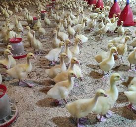 Кострома-Галич-Кологрив. Гусиная столица и мир Ефима Честнякова