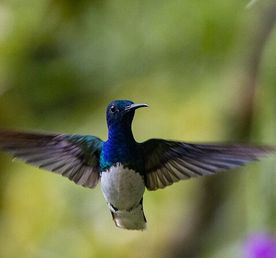 Full Day Experience in Mindo