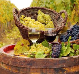 Атмосферная  Грузия с морем, сбором винограда и изготовлением вина