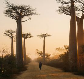 Мадагаскар. Маврикий Затерянный мир и тропическая сказка