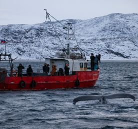 Териберка и поиск китов, топ самых красивых мест за один день