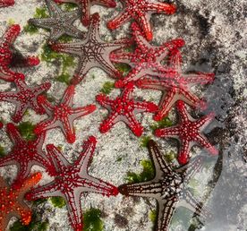 Занзибар : катамаран, океан, открытия без границ!