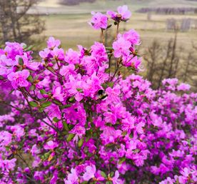 Майские фиолетовые