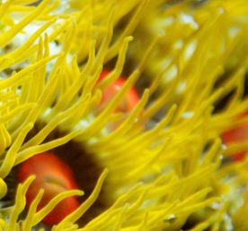 Мальдивы: дайвинг-сафари по центральным атоллам на мегаяхте White Pearl