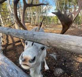 По волнам Арктики: Териберка с морской прогулкой