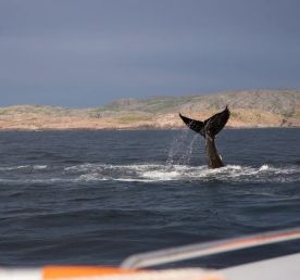 В Мурманске весна: Териберка c морской прогулкой