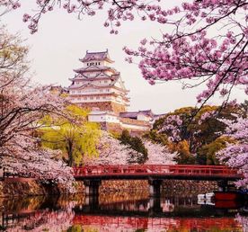 Япония в объятиях сакуры.Premium тур.