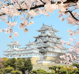 Япония : прекрасная сакуры и гора Фудзи