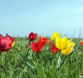 Калмыкия. Тюльпаны степи и буддийская тишина