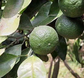 Юг Азербайджана за один день:от пещер Гобустана до субтропиков Ленькорани