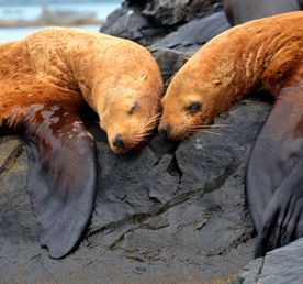 Остров Путятина — бухты, кекуры, морские котики и бескрайнее море