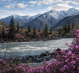 Цветение маральника