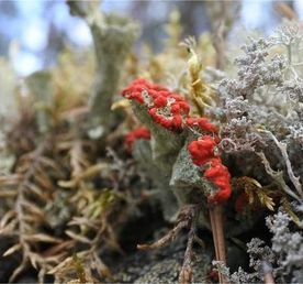 Приморск - Ермиловская бухта - Флотский мыс. Море, которое рядом