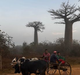 Мадагаскар: Сага о Баобабах и Лемурах - Частный Тур в любую дату от 2х участников