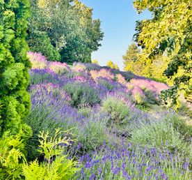 Гастрономический тур Вино&Море: Лавандовый бриз
