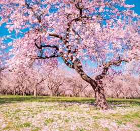 Самый большой в мире сад сакуры и горы Аватар!