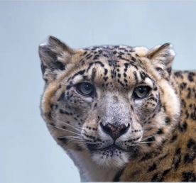 На земле снежного барса. Дикий Алтай