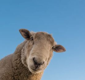 Комфорт-тур Сердце Дагестан. Уникальный маршрут и топ-локации. Все включено 5 дней!