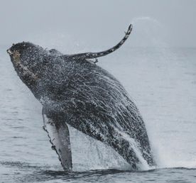 Комфорт-тур за китами: два выхода в море и максимум шансов на встречу