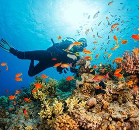 Палау: дайвинг-сафари на Black Pearl