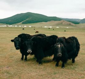 Силой Вечного Неба