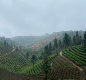 Чайная экскурсия в (Dadi Zhiwen Tea Garden) — Отпечатки пальцев Земли