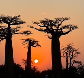 4 Дня Мадагаскар на частном самолёте. Баобабы и лемуры с воздуха и с земли