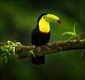 Коста-Рика с известным фотографом-анималистом