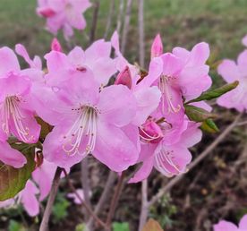 Тур Путешествие на Восток  Находка, море и цветы