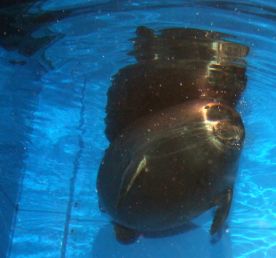 Вся Листвянка за один день. Экспресс-поездка на озеро Байкал.