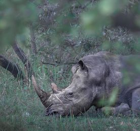 Уганда — настоящая жемчужина Африки