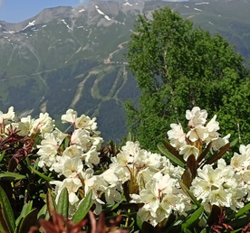 Джип тур к снежным вершинам Архыза из Ессентуков