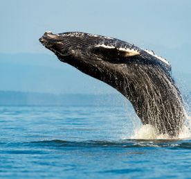 Киты в Юар - продуманный тур с авиабилетами без хаоса и рисков