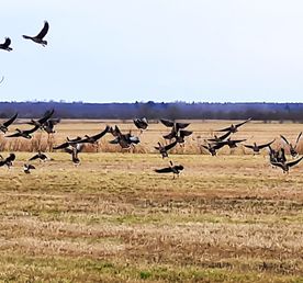 Олония - гусиная столица. Орнитологический тур в Карелию