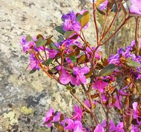 Цветение Маральника