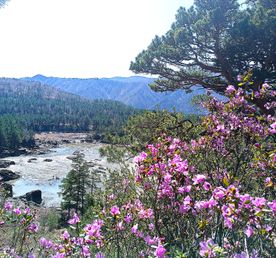 Тур по горному Алтаю  Цветение  маральника